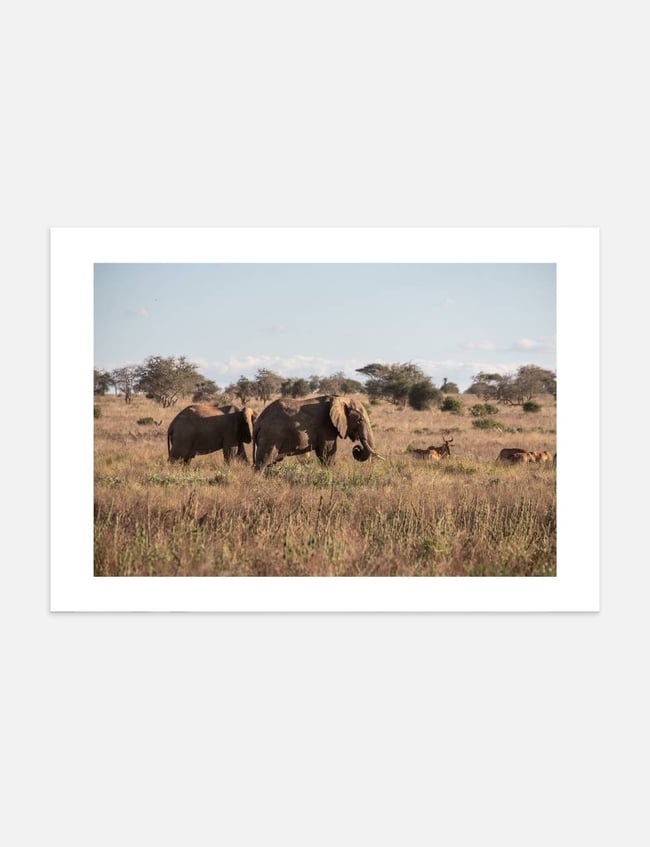 Wild Elephants