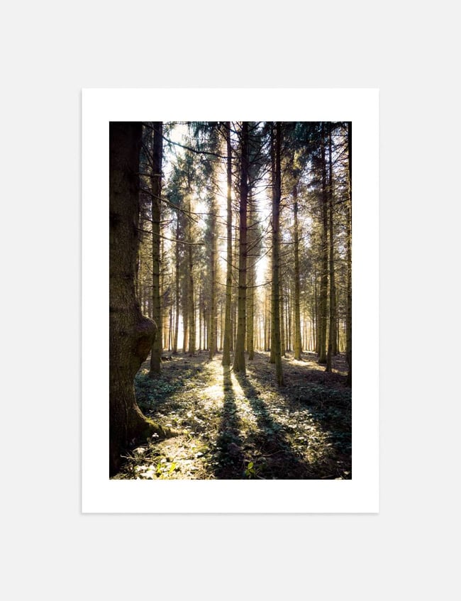 Woodlands