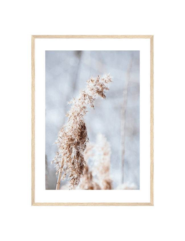 Among the Grasses