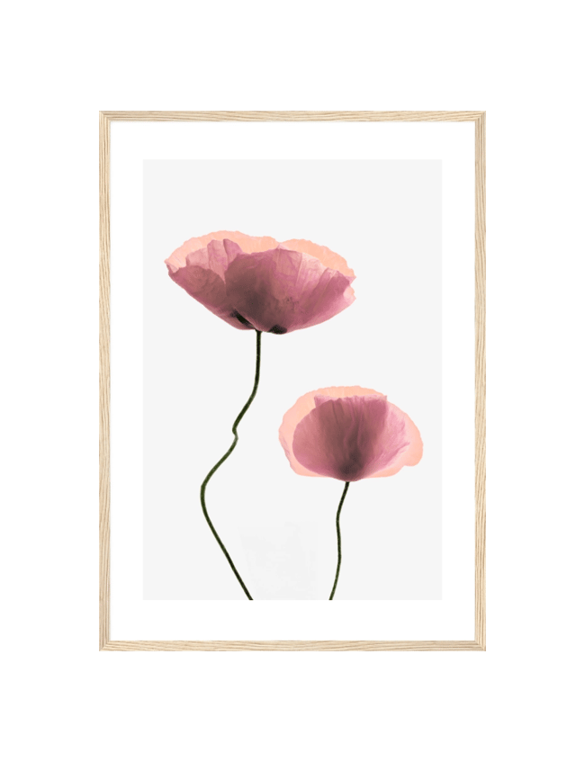 Blush Poppies