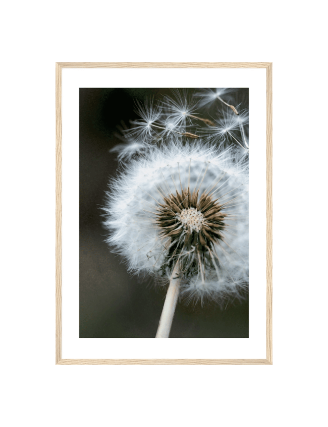 Dandelion in the wind