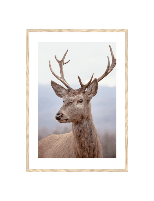 Deer in Snowy Terrain