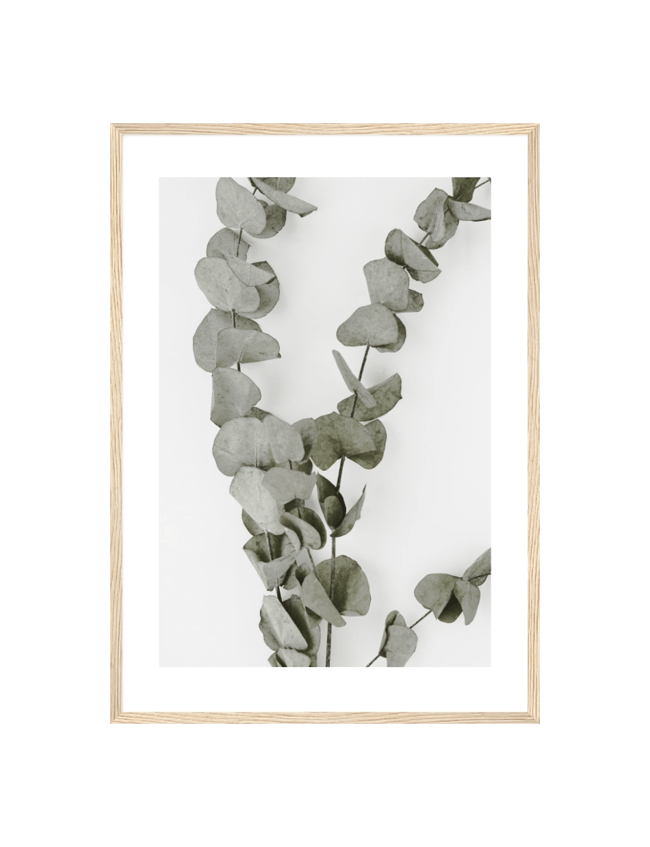 Eucalyptus Branches