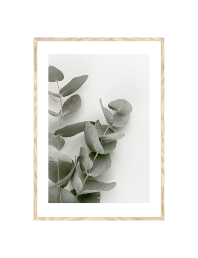 Eucalyptus Leafs