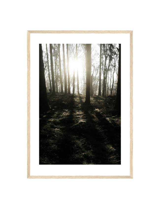 Forest Sunbeams
