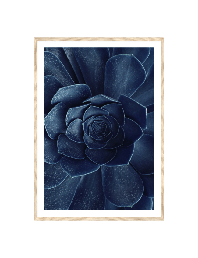Indigo Bloom