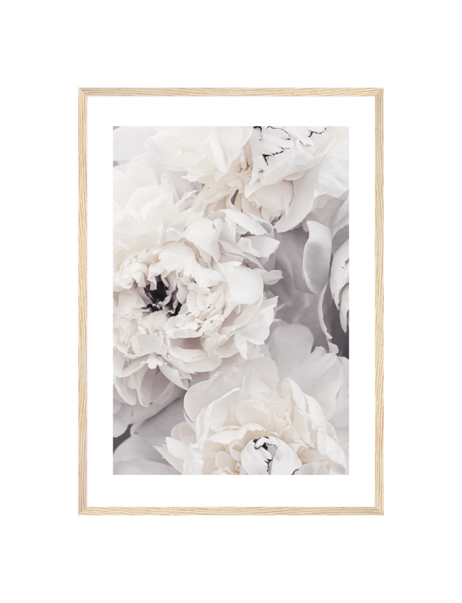 Ivory Blossoms
