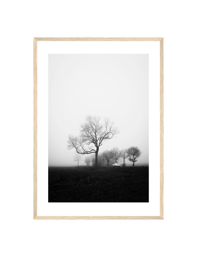 Tree By The Road