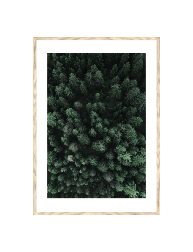 Trees from above