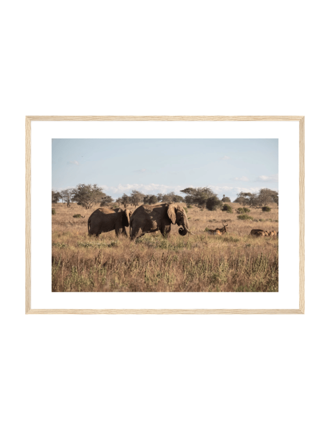Wild Elephants