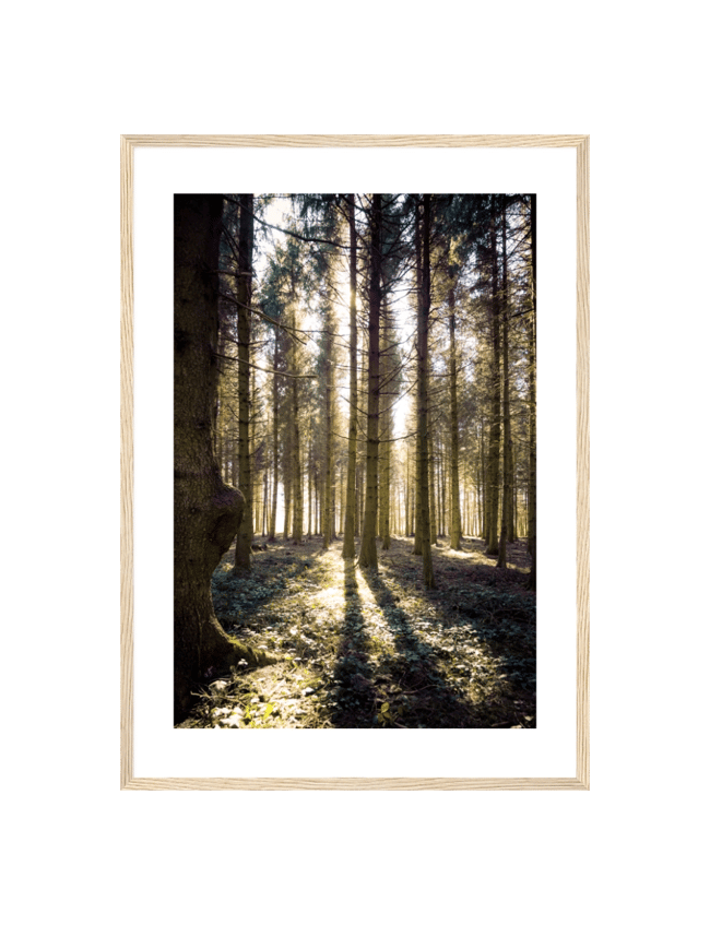 Woodlands