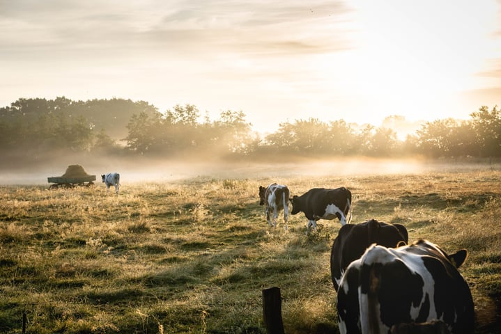 Image of bison grazing in a field.