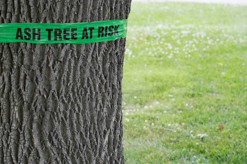 Tree health inspection of ash trees