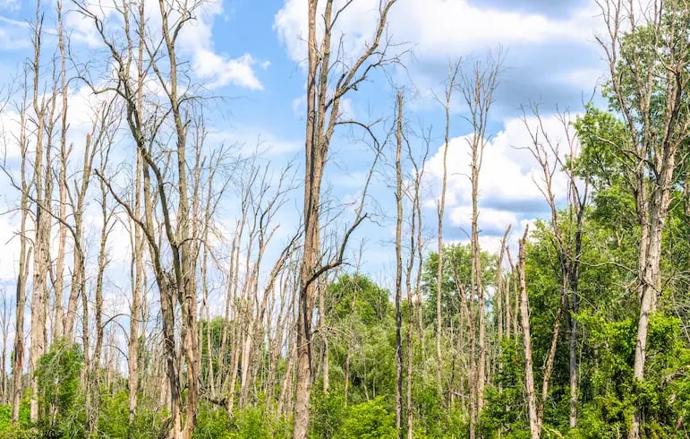 Image of trees affected by EAB