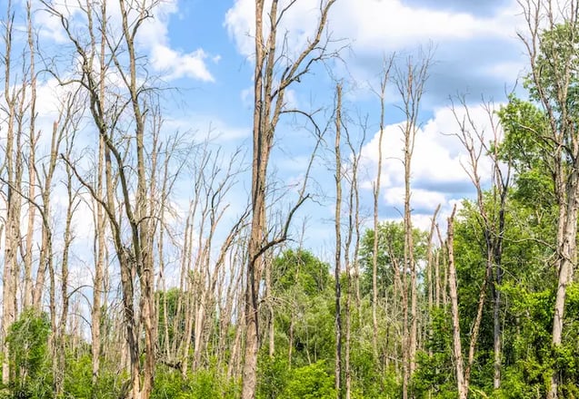 Image of trees affected by EAB