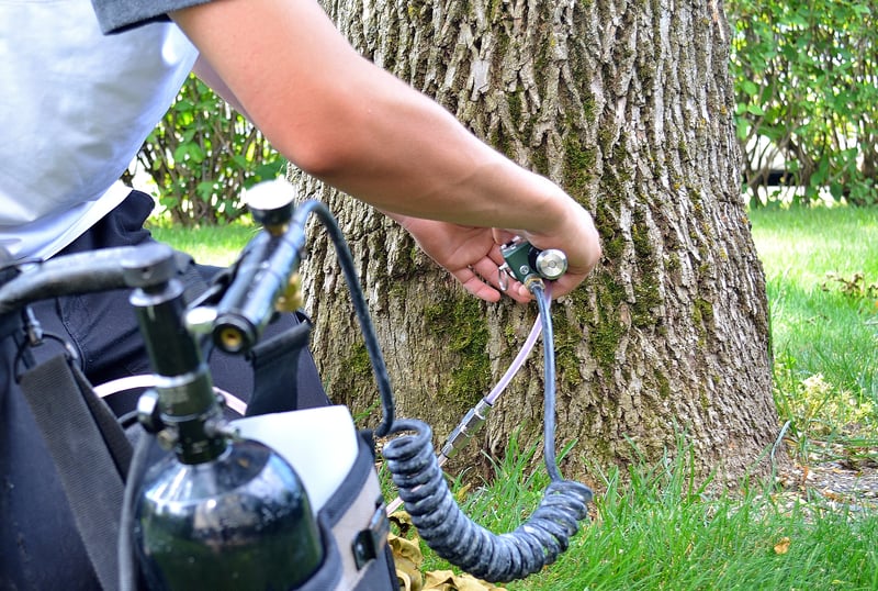 Ash tree receiving emerald ash borer prevention injection