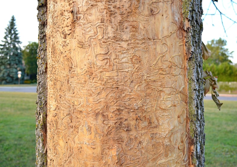 Treatment of ash tree affected by emerald ash borer