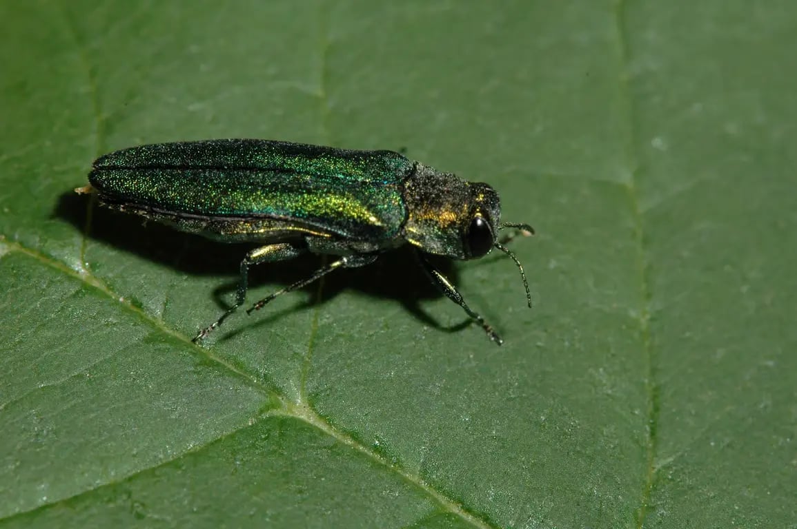 Emerald Ash Borer