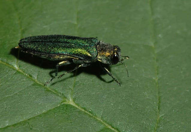 Emerald Ash Borer
