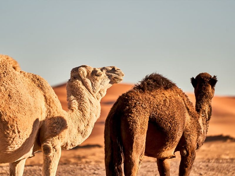 Half Day Dune Blanche 4x4 Excursion in Dakhla