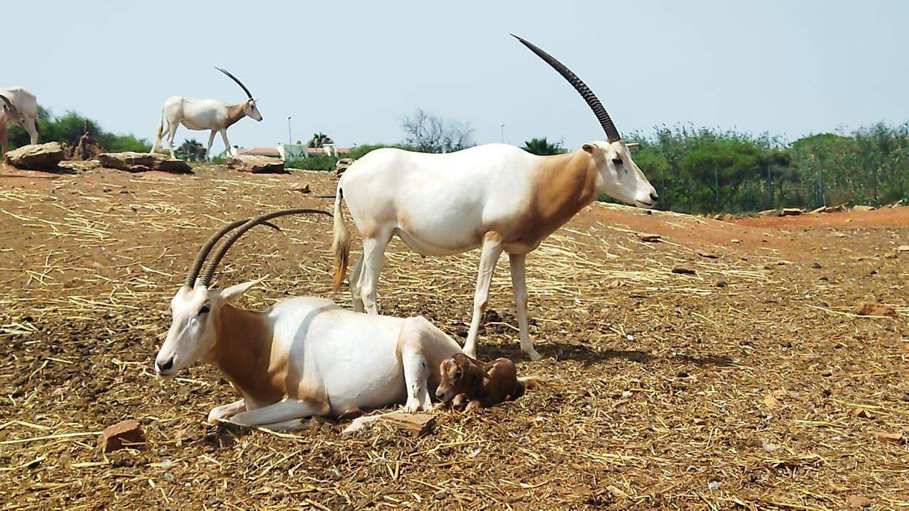 Sindibad Park