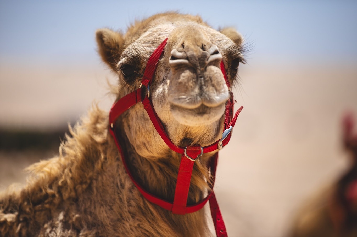 Camel Ride in Dakhla