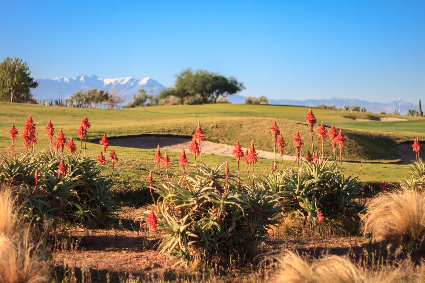 Samanah Golf Club by Nicklaus