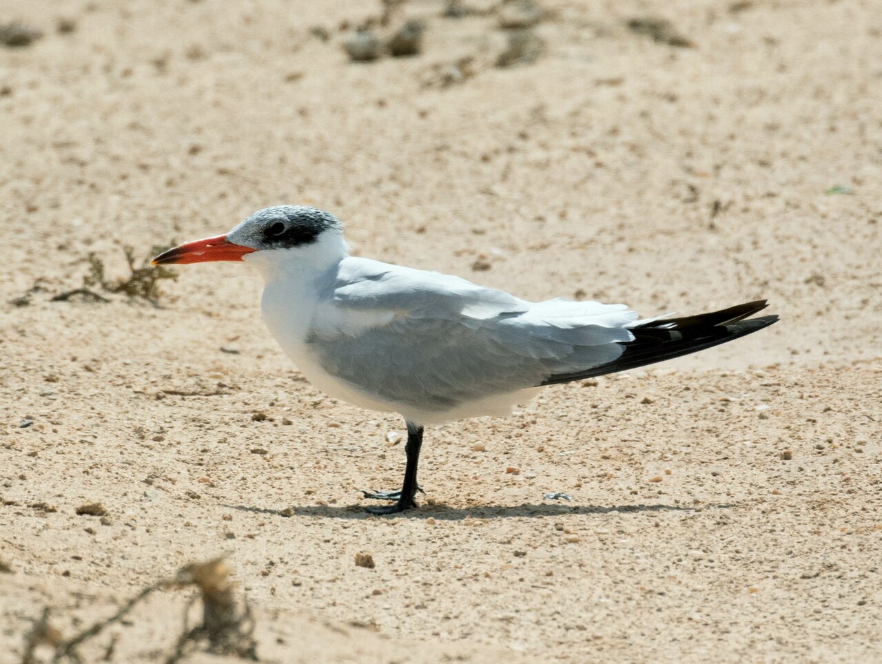 Lagune de Dakhla