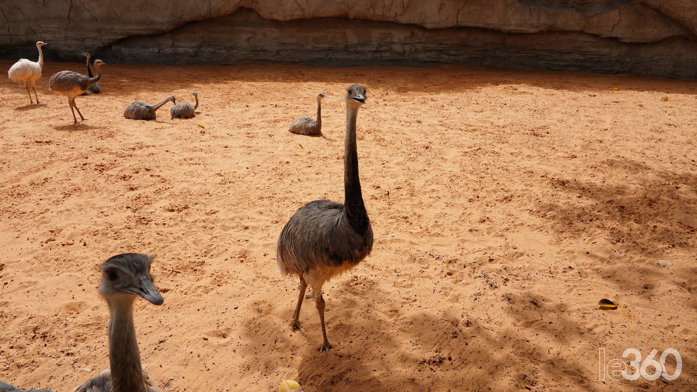 Zoo di Aïn Sebaâ, Casablanca