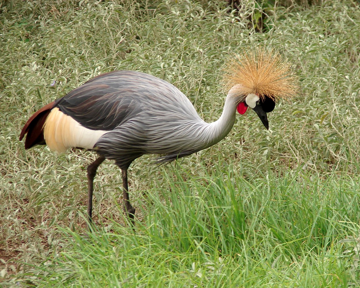 Vallée des Oiseaux