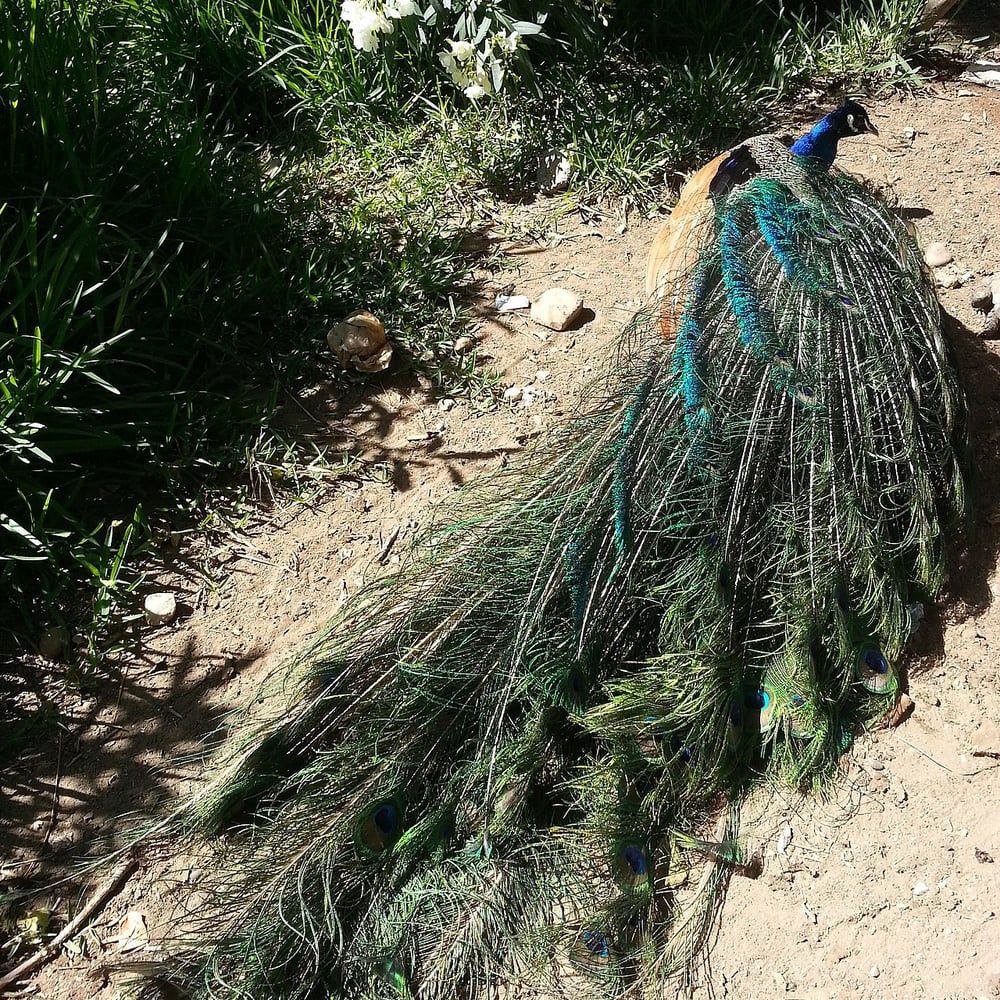 Vallée des Oiseaux
