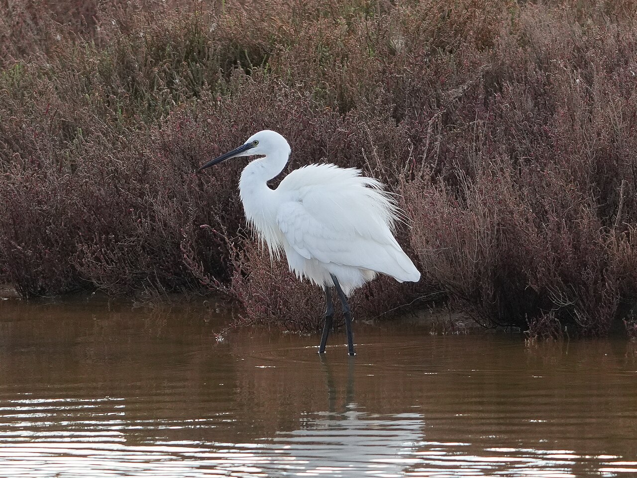 Parc national de Souss-Massa