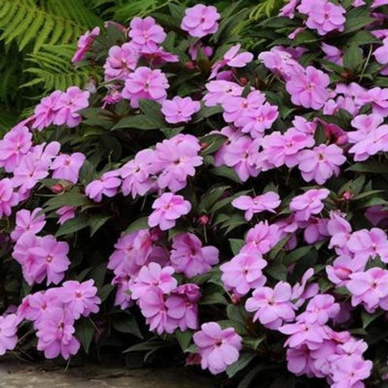 New Guinea Impatiens - Lavender