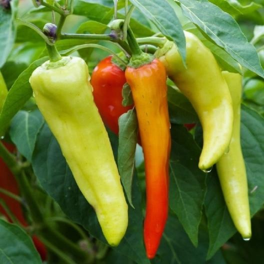 Peppers - Chili - Sweet Banana Lady Bell - Hot Portugal