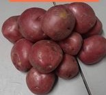 Red Potato 5lb Bag