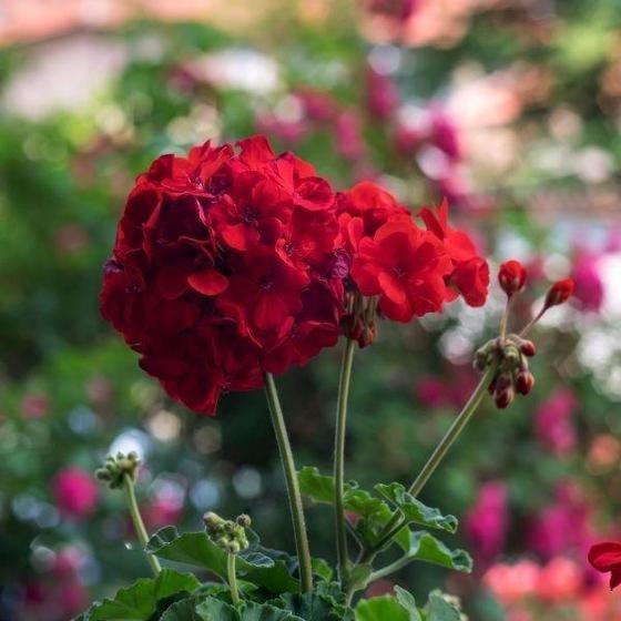 Geraniums - Dark Red - Rose