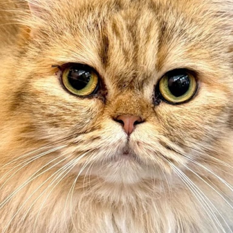 Roti Canai (Indian Pancakes)