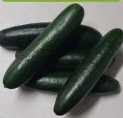 Cucumbers 3 Count