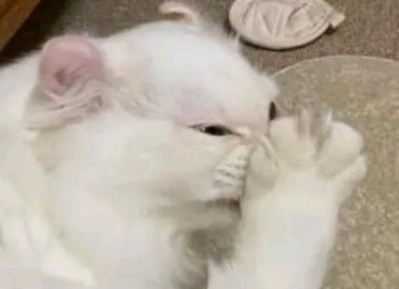 Teriyaki Chicken Image