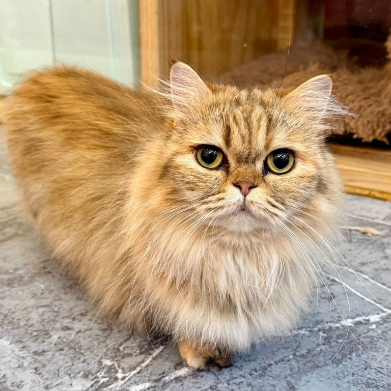 2. Roast Pork Egg Roll