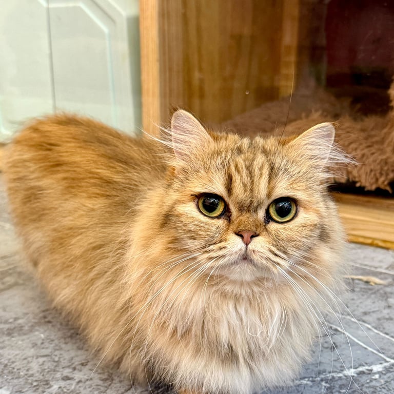 Crispy Vege Spring Roll