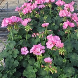 Geraniums - Pink - Lavendar
