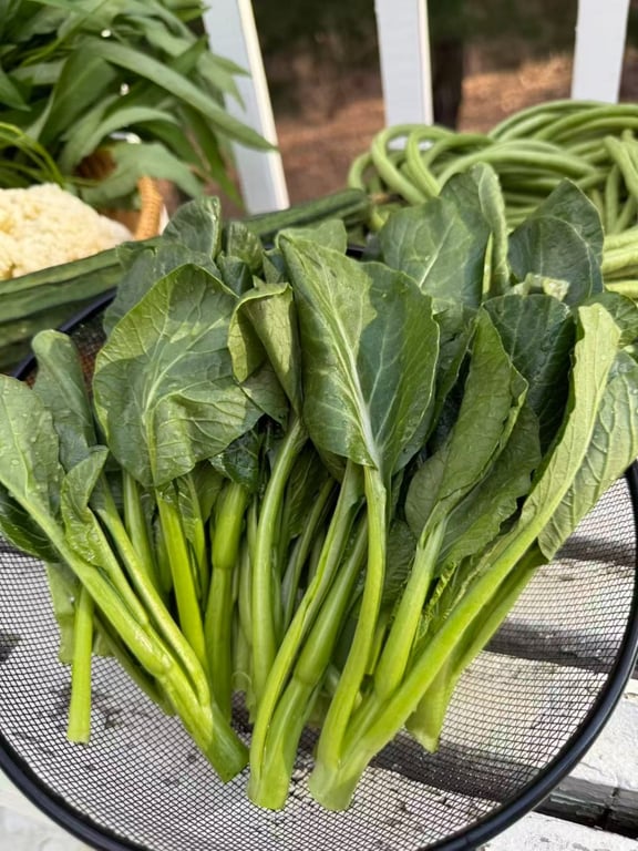 Stir-Fry Chinese Choy Sum<br>菜心