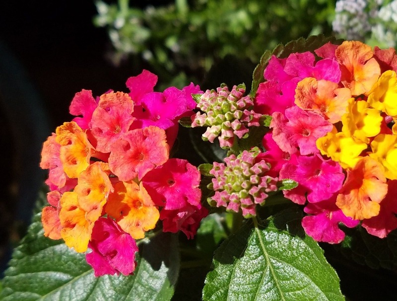 Lantana - Little Lucky Pink - Bloomify Red-Rose