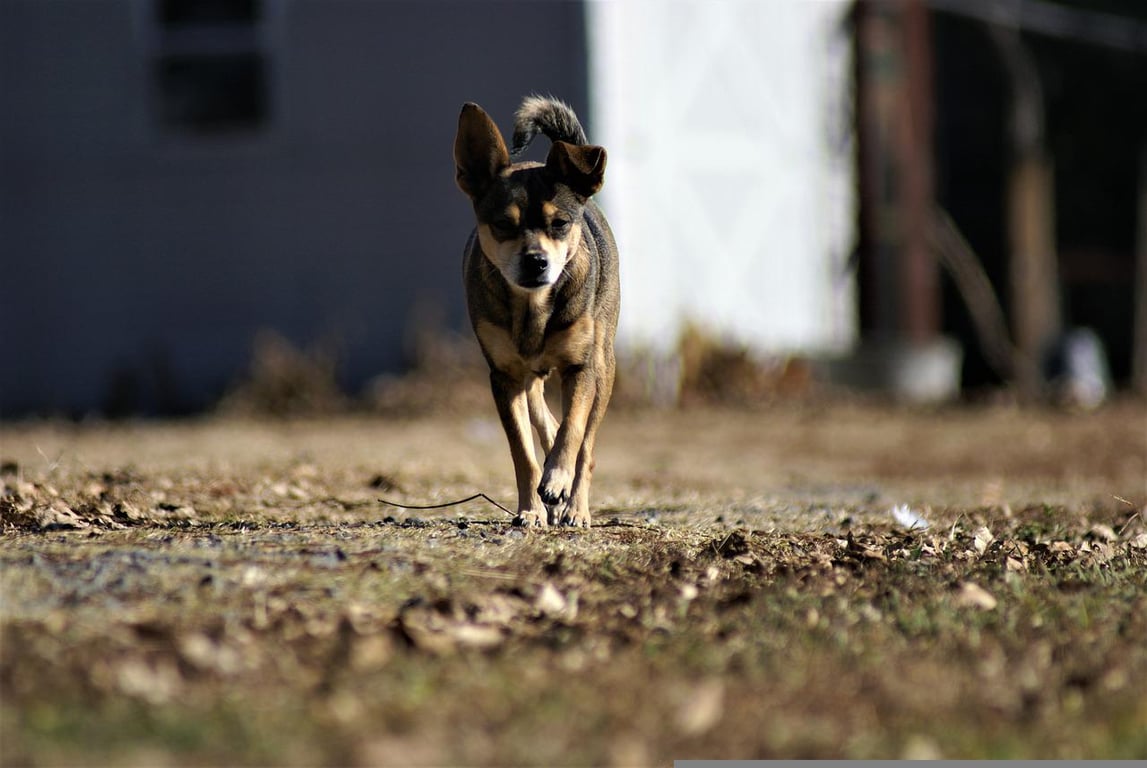 5 Ways to Celebrate Your Dog  