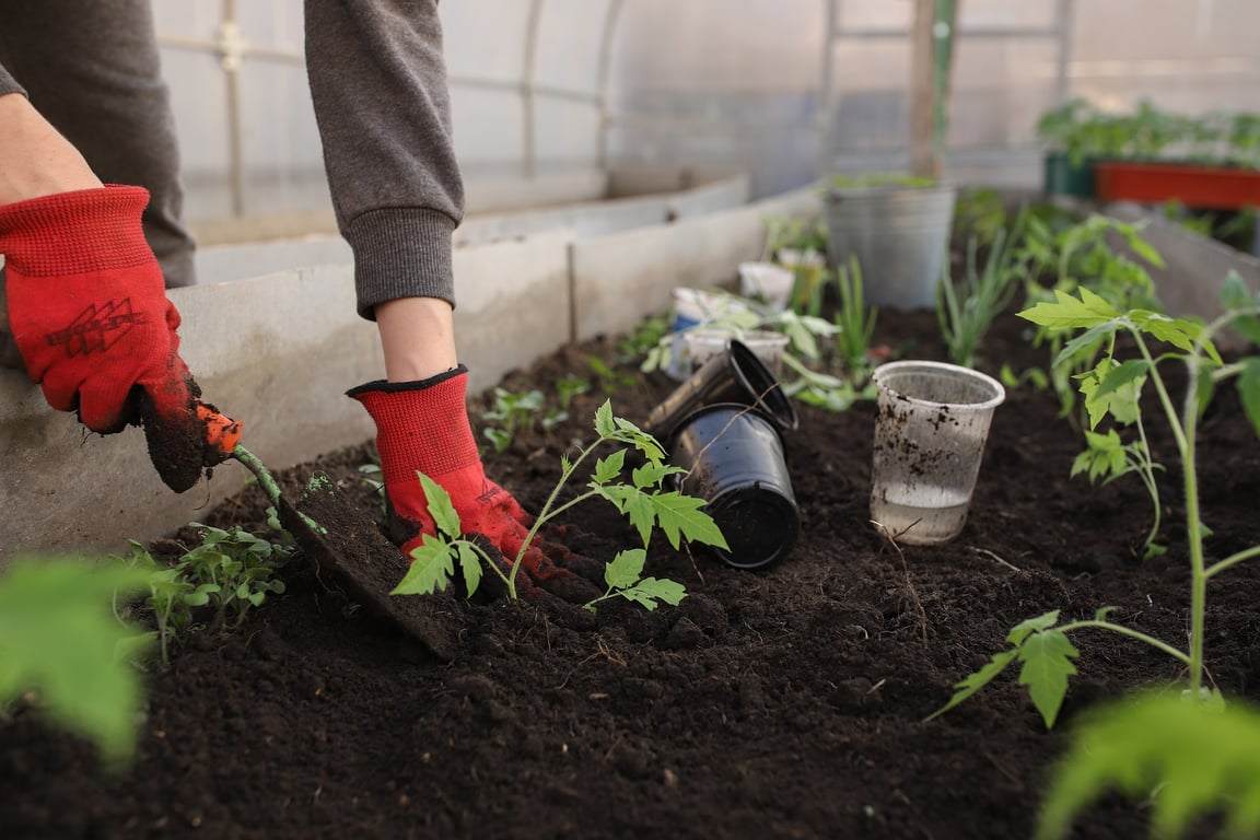 The pandemic’s gardening boom shows how gardens can cultivate public health