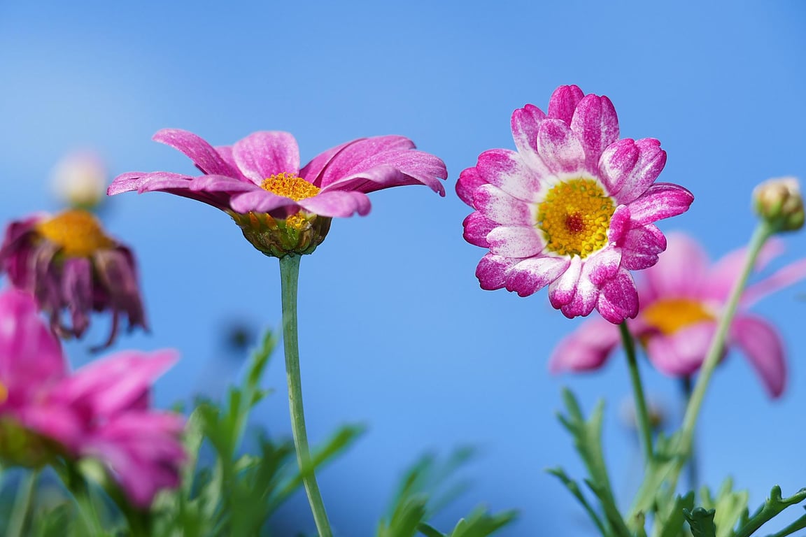 Should we protect nature for its own sake? For its economic value? Because it makes us happy? Yes