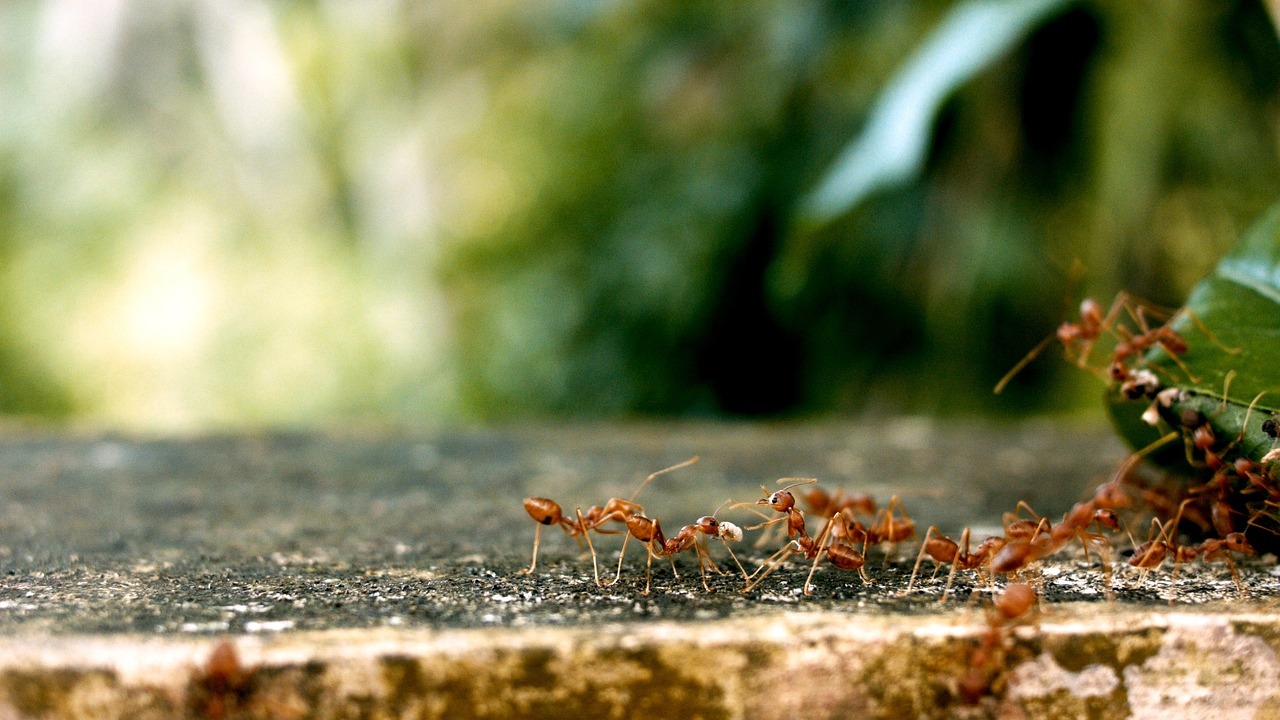 Natural ways to keep ants away