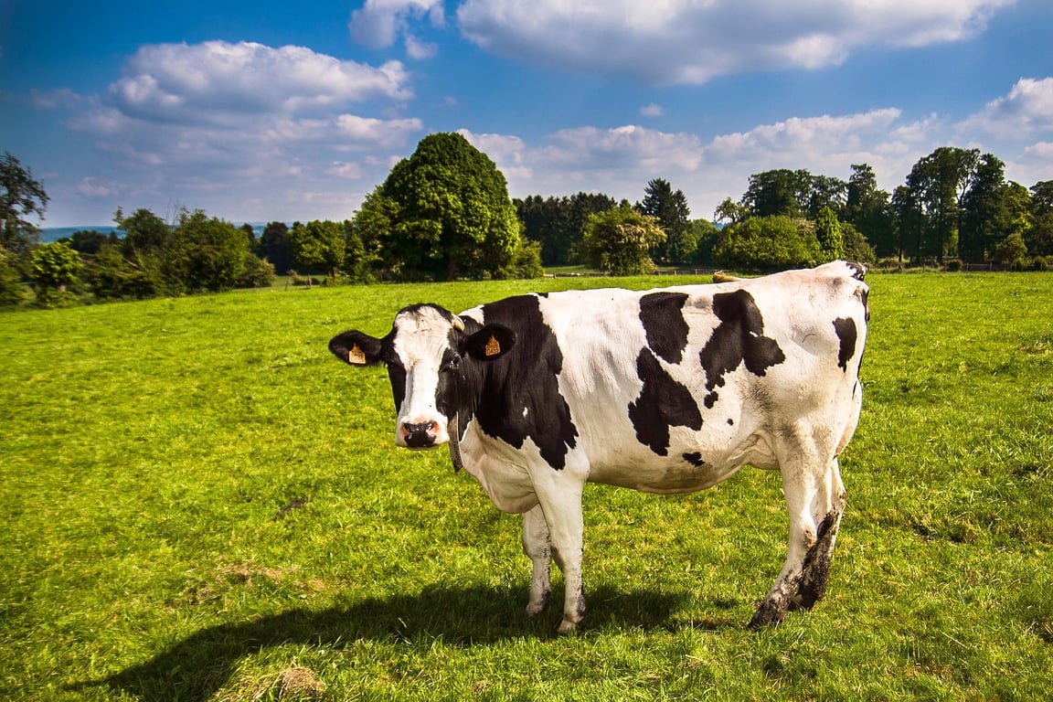 Raising cattle on native grasses in the eastern U.S. benefits everyone.