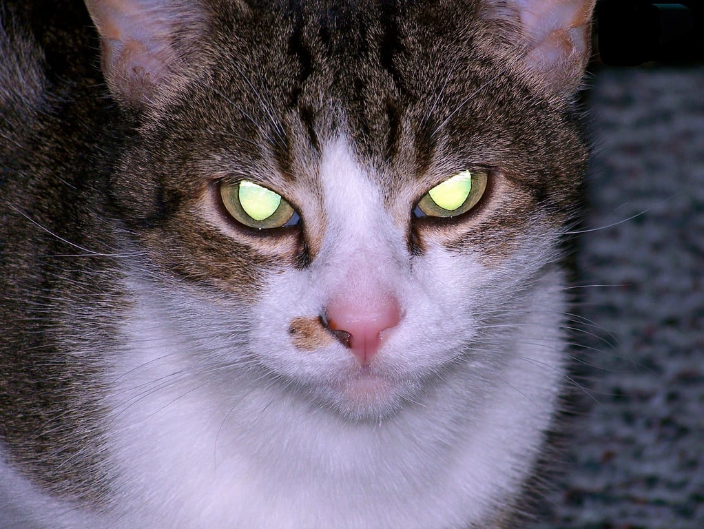 Why do cats’ eyes glow in the dark?